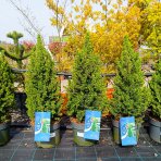  Smrek biely (Picea glauca) ´PERFECTA´ – výška 60-80 cm, kont. C5L
